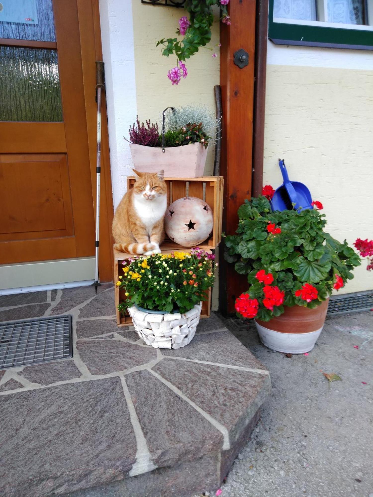 Linarhof Apartment Urlaub Am Bio Bauernhof Haus im Ennstal Exteriör bild